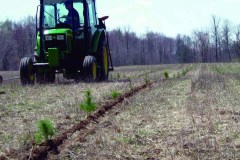 Tree planting tractor travelling beside a row of newly planted tree seedlings