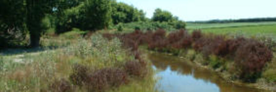Image of buffer strips along a creek