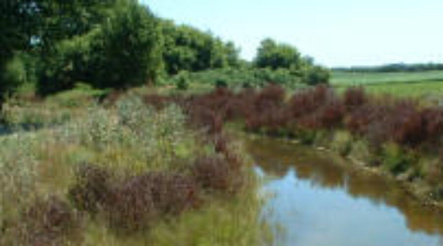 Image of buffer strips along a creek