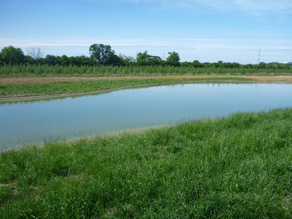 Bowen's Wetland