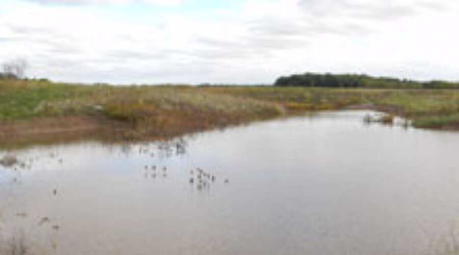 Habitat Conservation, Restoration and Enhancement on the North Sydenham River