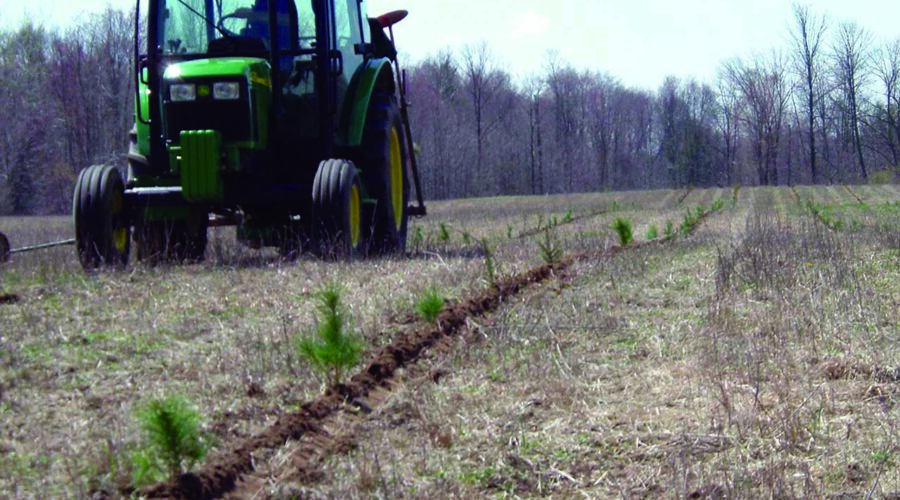 Tractor travelling beside a row of newly planted tree seedlings